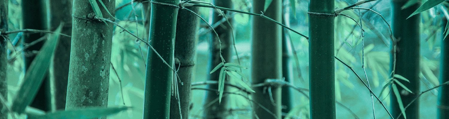 bamboo